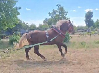 Slezsky Norik zrebec - 2