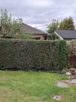 Hodinový manžel - 2