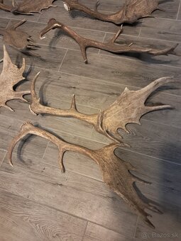 Zhody, parožie,trofej - 2