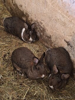 Samice na pripustenie - 2