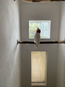Kakadu ružový lutino - 2