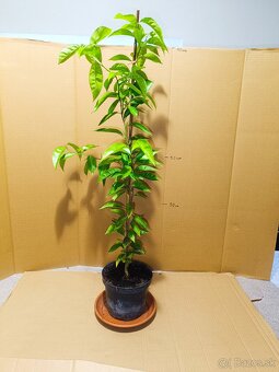 Citrónovník stromček výška 90cm - 2