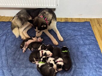Prodám krásné štěňátka sibiřský husky k rezervací - 2