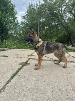 Nemecky Ovčiak - 2