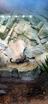Skorpion - 2