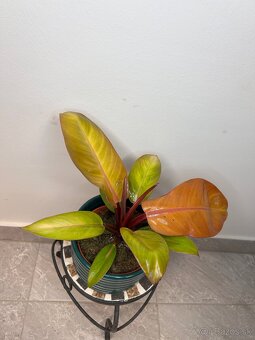 Philodendron Prince of Orange - 2