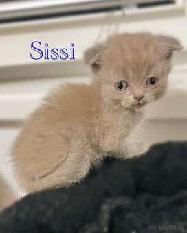 Škótske Rovnouché/Klapouché mačiatká(Scottish Fold/Straight) - 2