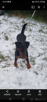 Jagdterrier - 2