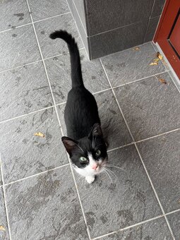 Darujeme kocúrika- hľadá nový domov - 2