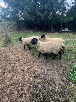 2 ovce – plemeno Suffolk 🐑 - 2