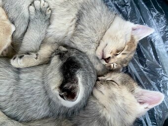 Darujem mačiatka - 2