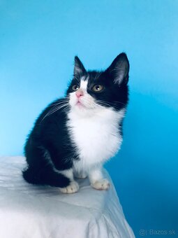 VIOLET SI HĽADÁ DOMOV VO VNÚTRI - 2