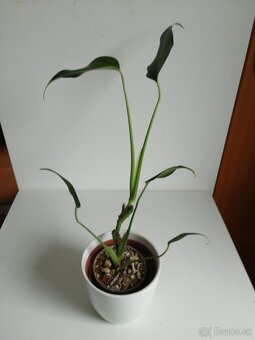 Monstera deliciosa Aurea, Monstera Burle marx - 2