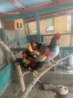 Velsumka zdrobnela - 2