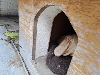 ZATEPLENA DREVENNA PSIA BUDA - 2