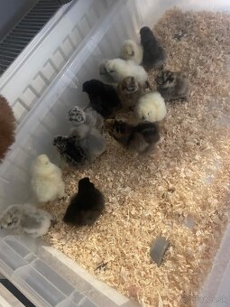 Hodvábnička-kuriatka - 2