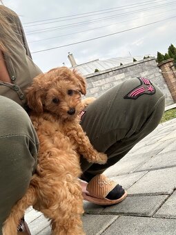 Trpasličí pudel - 2