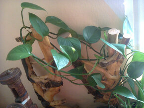Orchidea - 2