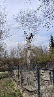 Výrub stromov a orez /frézovanie pňov - 2