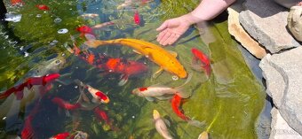 Koi kapor - 2