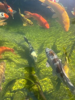 Koi kapor - 2