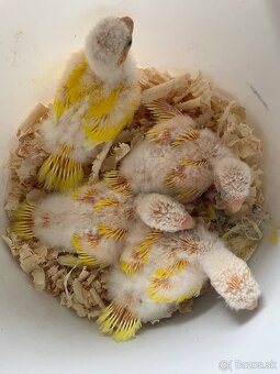 kakariky - 2