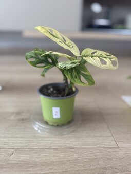 Monstera adansonii variegata - 2