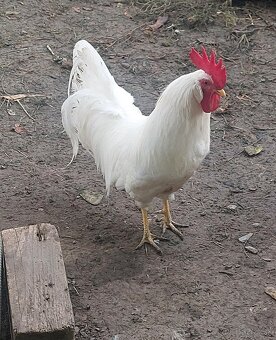kohut leghorn - 2