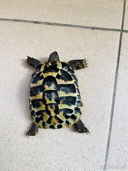 Suchozemská korytnačka - 2