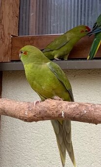 Kakariky - 2