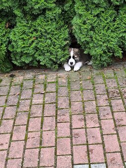 Stredoázijský ovčiak - 2