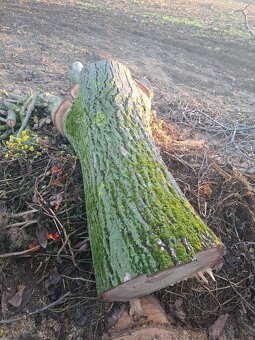 Predám kmeň z orecha - 2