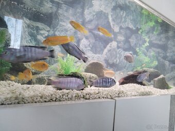 Akváriové ryby - 2