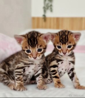 Bengálske mačiatka samček a samica na adopciu. - 2