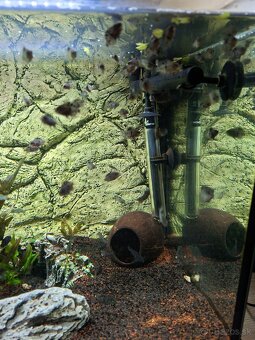 Kancik pričnopruhy - 2