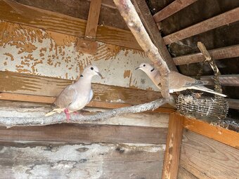 Predám hrdličky – zdravé a krásne - 2