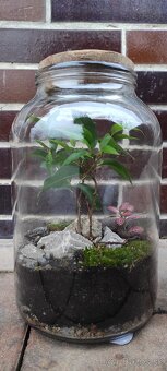 Rastlinné terárium (florárium) - 2