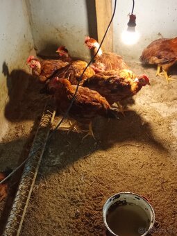 Predám mladých kohútov - 2