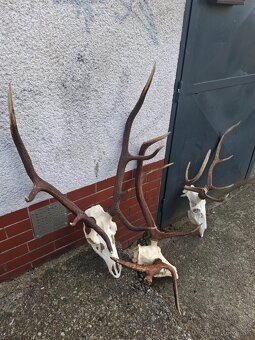 Zhody, trofeje, parožie - 2