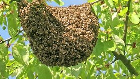 Odchytím včely,  včelí roj, roj včiel,  odchyt včiel - 2