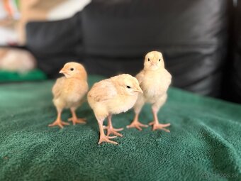 Čistokrvné kuriatka marans, rodajlendka, oravka - 2