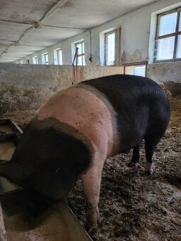 Predám - 2