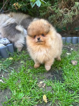 Pomeranian s pp FCI - 2