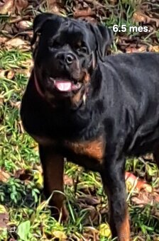 Rotvajler, rottweiler - 2