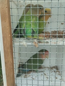 agapornis ružovohrdlý 1 - 2