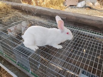 Predám králiky hyla - 2