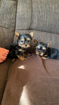 Yorkshirsky terier mini, york - 2