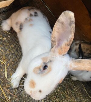 Králik rex - 2