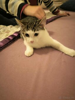 Mačiatka do dobrých rúk - 2