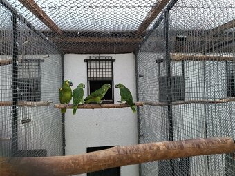 Amazonan modročely - 2